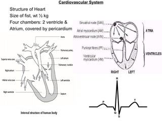 Cardiovascular System Structure of Heart Size of fist, wt ½ kg Four chambers: 2 ventricle &  Atrium, covered by pericardium 