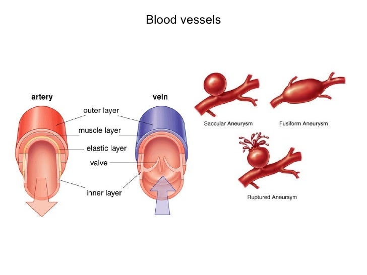 Cardiovascular System