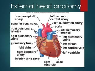 External heart anatomy
 