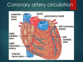 Coronary artery circulation
 