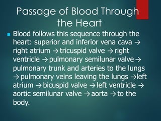 Passage of Blood Through
the Heart
◼ Blood follows this sequence through the
heart: superior and inferior vena cava →
right atrium →tricuspid valve →right
ventricle →pulmonary semilunar valve →
pulmonary trunk and arteries to the lungs
→pulmonary veins leaving the lungs →left
atrium →bicuspid valve →left ventricle →
aortic semilunar valve →aorta →to the
body.
 