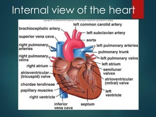 Internal view of the heart
 