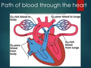 Path of blood through the heart
 