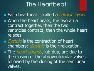 The Heartbeat
◼ Each heartbeat is called a cardiac cycle.
◼ When the heart beats, the two atria
contract together, then the two
ventricles contract; then the whole heart
relaxes.
◼ Systole is the contraction of heart
chambers; diastole is their relaxation.
◼ The heart sounds, lub-dup, are due to
the closing of the atrioventricular valves,
followed by the closing of the semilunar
valves.
 