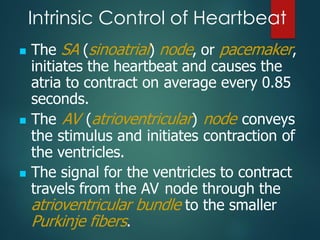 Intrinsic Control of Heartbeat
◼ The SA (sinoatrial) node, or pacemaker,
initiates the heartbeat and causes the
atria to contract on average every 0.85
seconds.
◼ The AV (atrioventricular) node conveys
the stimulus and initiates contraction of
the ventricles.
◼ The signal for the ventricles to contract
travels from the AV node through the
atrioventricular bundle to the smaller
Purkinje fibers.
 