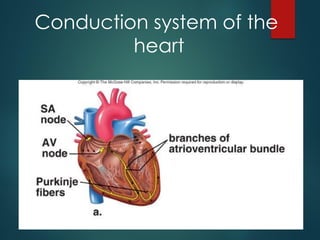 Conduction system of the
heart
 