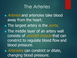 The Arteries
◼ Arteries and arterioles take blood
away from the heart.
◼ The largest artery is the aorta.
◼ The middle layer of an artery wall
consists of smooth muscle that can
constrict to regulate blood flow and
blood pressure.
◼ Arterioles can constrict or dilate,
changing blood pressure.
 