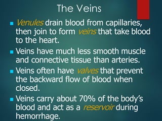 The Veins
◼ Venules drain blood from capillaries,
then join to form veins that take blood
to the heart.
◼ Veins have much less smooth muscle
and connective tissue than arteries.
◼ Veins often have valves that prevent
the backward flow of blood when
closed.
◼ Veins carry about 70% of the body’s
blood and act as a reservoir during
hemorrhage.
 
