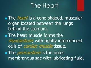 ◼ The heart is a cone-shaped, muscular
organ located between the lungs
behind the sternum.
◼ The heart muscle forms the
myocardium, with tightly interconnect
cells of cardiac muscle tissue.
◼ The pericardium is the outer
membranous sac with lubricating fluid.
The Heart
 