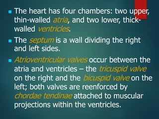 ◼ The heart has four chambers: two upper,
thin-walled atria, and two lower, thick-
walled ventricles.
◼ The septum is a wall dividing the right
and left sides.
◼ Atrioventricular valves occur between the
atria and ventricles – the tricuspid valve
on the right and the bicuspid valve on the
left; both valves are reenforced by
chordae tendinae attached to muscular
projections within the ventricles.
 
