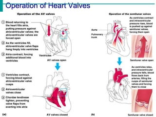 Valve Operation Anatomy of the cardiovascular system . | PPT