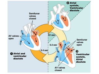 Anatomy of the cardiovascular system . | PPT