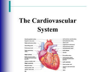 The Cardiovascular
System
 