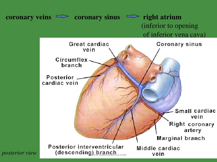 Cardiovascular System