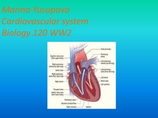 Marina YusupovaCardiovascular systemBiology 120 WW2 