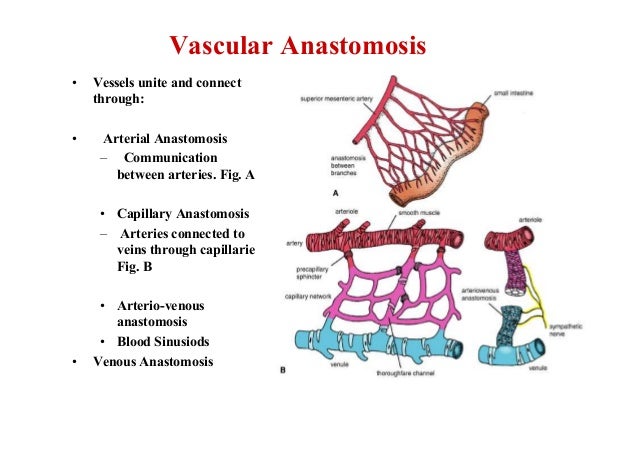 vascular anastomosis