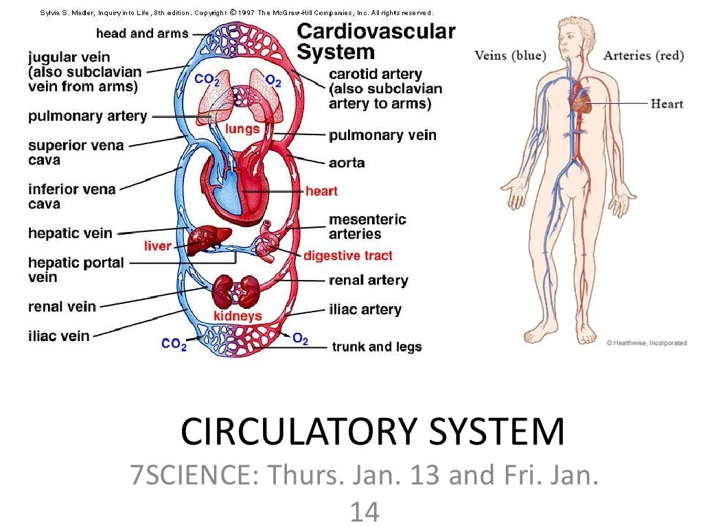 cardiovascular-system