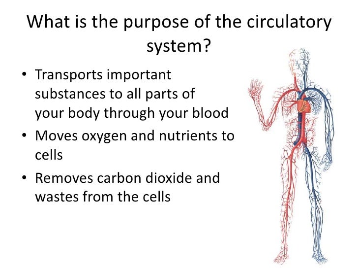 Cardiovascular system