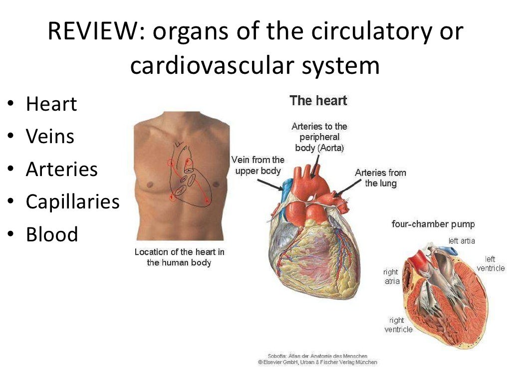 Cardiovascular system