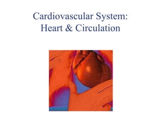 Cardiovascular System:
 Heart & Circulation
 
