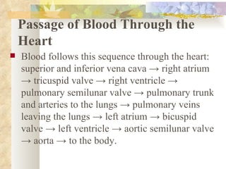Passage of Blood Through the
    Heart
   Blood follows this sequence through the heart:
    superior and inferior vena cava → right atrium
    → tricuspid valve → right ventricle →
    pulmonary semilunar valve → pulmonary trunk
    and arteries to the lungs → pulmonary veins
    leaving the lungs → left atrium → bicuspid
    valve → left ventricle → aortic semilunar valve
    → aorta → to the body.
 