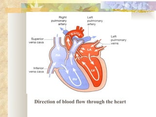 Direction of blood flow through the heart
 