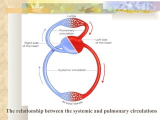 The relationship between the systemic and pulmonary circulations
 
