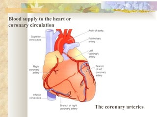 Blood supply to the heart or
coronary circulation




                               The coronary arteries
 