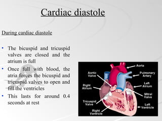 Cardiac diastole
During cardiac diastole

• The bicuspid and tricuspid
  valves are closed and the
  atrium is full
• Once full with blood, the
  atria forces the bicuspid and
  tricuspid valves to open and
  fill the ventricles
• This lasts for around 0.4
  seconds at rest
 