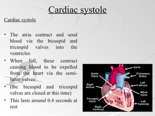 Cardiac systole
Cardiac systole

• The atria contract and send
  blood via the bicuspid and
  tricuspid valves into the
  ventricles
• When full, these contract
  causing blood to be expelled
  from the heart via the semi-
  lunar valves
• (the bicuspid and tricuspid
  valves are closed at this time)
• This lasts around 0.4 seconds at
  rest
 
