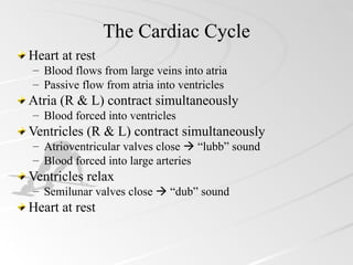 The Cardiac Cycle
Heart at rest
– Blood flows from large veins into atria
– Passive flow from atria into ventricles
Atria (R & L) contract simultaneously
– Blood forced into ventricles
Ventricles (R & L) contract simultaneously
– Atrioventricular valves close  “lubb” sound
– Blood forced into large arteries
Ventricles relax
– Semilunar valves close  “dub” sound
Heart at rest
 