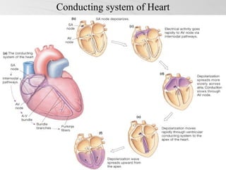 Conducting system of Heart
 