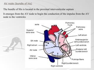 AV node (bundle of his)

The bundle of His is located in the proximal interventicular septum
It emerges from the AV node to begin the conduction of the impulse from the AV
node to the ventricles
 