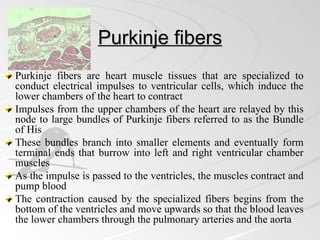 Purkinje fibers
Purkinje fibers are heart muscle tissues that are specialized to
conduct electrical impulses to ventricular cells, which induce the
lower chambers of the heart to contract
Impulses from the upper chambers of the heart are relayed by this
node to large bundles of Purkinje fibers referred to as the Bundle
of His
These bundles branch into smaller elements and eventually form
terminal ends that burrow into left and right ventricular chamber
muscles
As the impulse is passed to the ventricles, the muscles contract and
pump blood
The contraction caused by the specialized fibers begins from the
bottom of the ventricles and move upwards so that the blood leaves
the lower chambers through the pulmonary arteries and the aorta
 