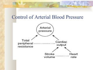 Control of Arterial Blood Pressure
 