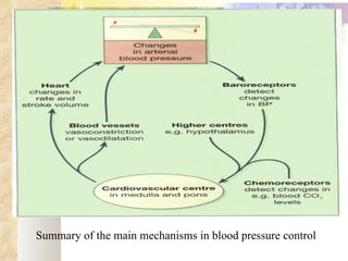 Summary of the main mechanisms in blood pressure control
 