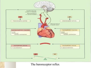 The baroreceptor reflex
 