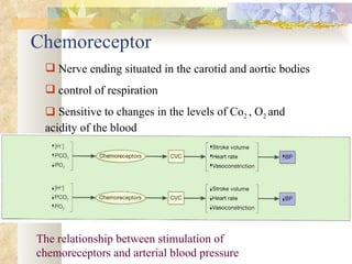 Chemoreceptor
  Nerve ending situated in the carotid and aortic bodies
  control of respiration
  Sensitive to changes in the levels of Co2 , O2 and
 acidity of the blood




The relationship between stimulation of
chemoreceptors and arterial blood pressure
 
