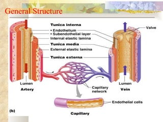 General Structure
 