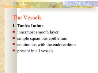 The Vessels
1. Tunica Intima
 innermost smooth layer
 simple squamous epithelium
 continuous with the endocardium
 present in all vessels
 