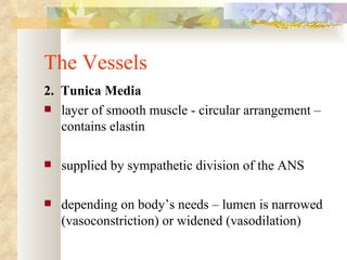 The Vessels
2. Tunica Media
 layer of smooth muscle - circular arrangement –
   contains elastin

   supplied by sympathetic division of the ANS

   depending on body’s needs – lumen is narrowed
    (vasoconstriction) or widened (vasodilation)
 
