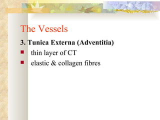 The Vessels
3. Tunica Externa (Adventitia)
 thin layer of CT
 elastic & collagen fibres
 