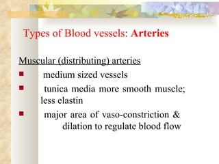 Types of Blood vessels: Arteries

Muscular (distributing) arteries
    medium sized vessels
    tunica media more smooth muscle;
    less elastin
    major area of vaso-constriction &
          dilation to regulate blood flow
 