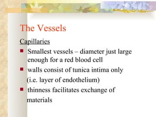 The Vessels
Capillaries
 Smallest vessels – diameter just large
  enough for a red blood cell
 walls consist of tunica intima only

  (i.e. layer of endothelium)
 thinness facilitates exchange of

  materials
 