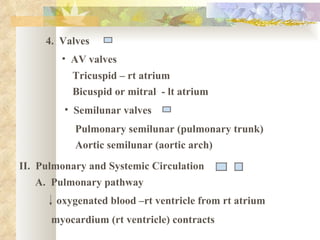 4. Valves
        • AV valves
          Tricuspid – rt atrium
          Bicuspid or mitral - lt atrium
         • Semilunar valves
           Pulmonary semilunar (pulmonary trunk)
           Aortic semilunar (aortic arch)
II. Pulmonary and Systemic Circulation
   A. Pulmonary pathway
       oxygenated blood –rt ventricle from rt atrium
      myocardium (rt ventricle) contracts
 