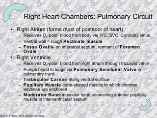 Right Heart Chambers: Pulmonary Circuit Right Atrium (forms most of posterior of heart) Receives O 2 -poor  blood from body via IVC, SVC, Coronary sinus Ventral wall = rough  Pectinate muscle Fossa Ovalis - on interatrial septum, remnant of  Foramen Ovale Right Ventricle Receives O 2 -poor  blood from right atrium through tricuspid valve Pumps blood to lungs via  Pulmonary Semilunar Valve  in pulmonary trunk Trabeculae Carnae  along ventral surface Papillary Muscle -cone-shaped muscle to which chordae tendinae are anchored Moderator Band- muscular band connecting anterior papillary muscle to interventricular septum 