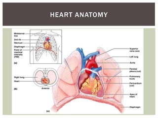 HEART ANATOMY
 