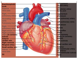 Brachiocephalic       Left common
                      carotid artery
trunk
                      Left
Superior              subclavian artery
vena cava             Aortic arch
Right                 Ligamentum
pulmonary artery      arteriosum
Ascending             Left pulmonary artery
aorta
                      Left pulmonary veins
Pulmonary trunk
                      Left atrium
Right
pulmonary veins       Auricle
Right atrium          Circumflex
Right coronary        artery
artery (in coronary   Left coronary
sulcus)               artery (in coronary
Anterior              sulcus)
cardiac vein          Left ventricle
Right ventricle
Marginal artery       Great cardiac vein
Small cardiac vein    Anterior
Inferior              interventricular artery
vena cava             (in anterior
                      interventricular sulcus)
(b)                   Apex
 