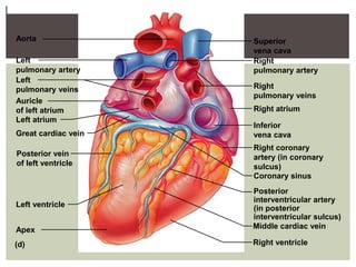 Aorta                Superior
                     vena cava
Left                 Right
pulmonary artery     pulmonary artery
Left
pulmonary veins      Right
                     pulmonary veins
Auricle
of left atrium       Right atrium
Left atrium
                     Inferior
Great cardiac vein   vena cava
                     Right coronary
Posterior vein       artery (in coronary
of left ventricle    sulcus)
                     Coronary sinus
                     Posterior
                     interventricular artery
Left ventricle       (in posterior
                     interventricular sulcus)
Apex                 Middle cardiac vein

(d)                  Right ventricle
 
