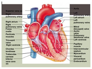 Aorta
Superior vena cava
                     Left
Right                pulmonary artery
pulmonary artery     Left atrium
                     Left
Right atrium         pulmonary veins
Right
pulmonary veins      Mitral
Fossa                (bicuspid) valve
ovalis               Aortic
Pectinate            valve
                     Pulmonary
muscles              Semilunar valve
Tricuspid            Left ventricle
valve
                     Papillary
Right ventricle
                     muscle
Chordae              Interventricular
tendineae            septum
Trabeculae           Myocardium
carneae              Visceral
Inferior             pericardium
vena cava            Endocardium
(e)
 